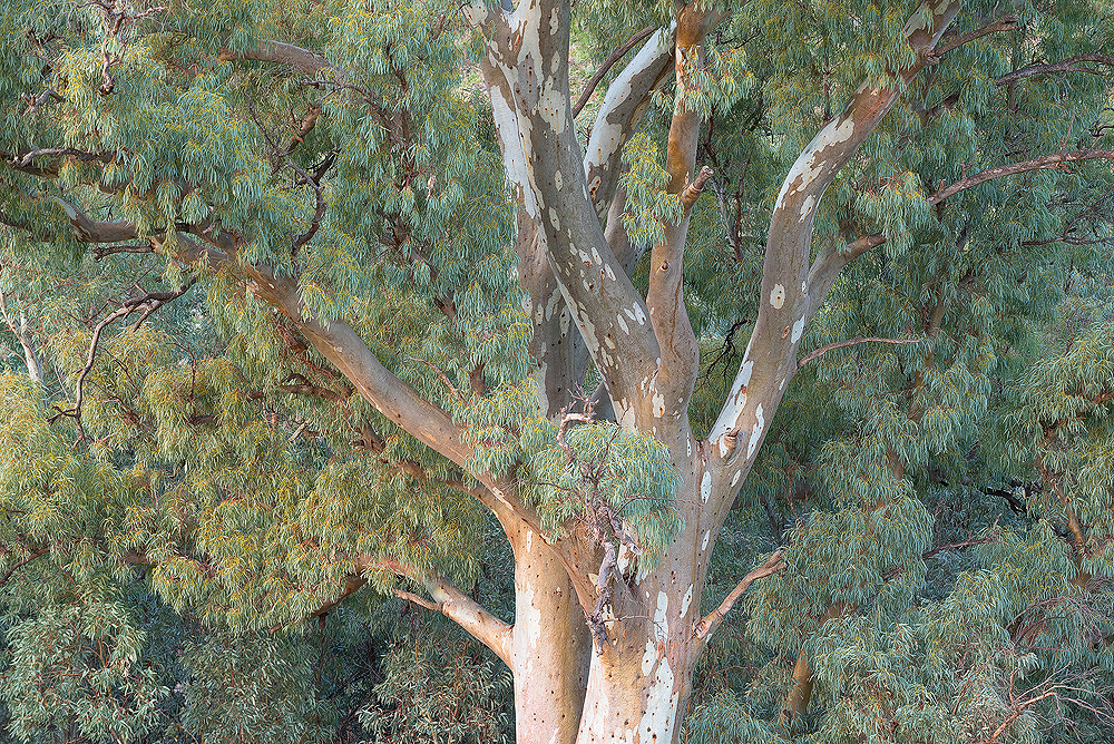 Majestic eucalypt species near Wilpena Pound.