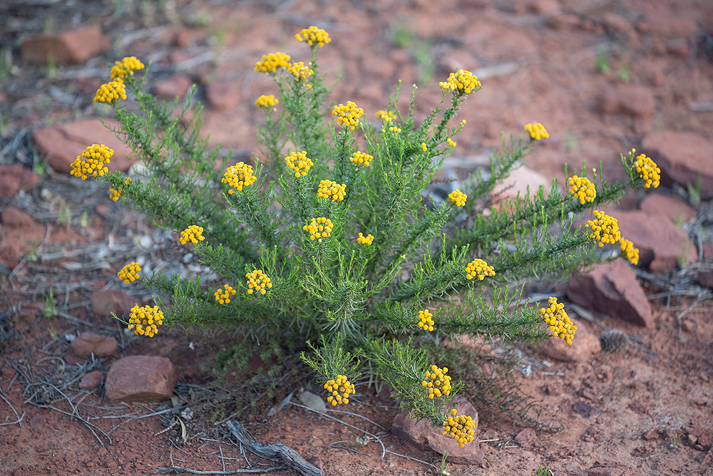 Clustered everlasting (Chrysocephalum semipapposum) in the Flinders Ranges near Wilpena Pound.