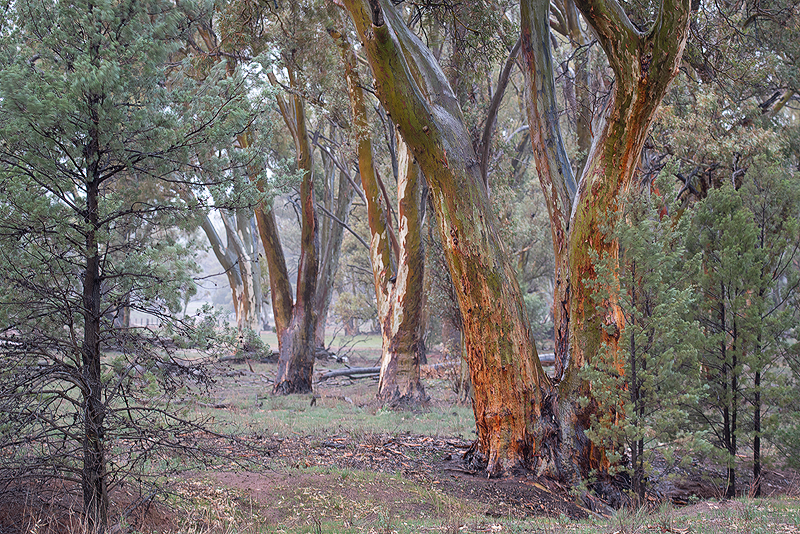Eucalypts along Wilpena Creek in the Flinders Ranges